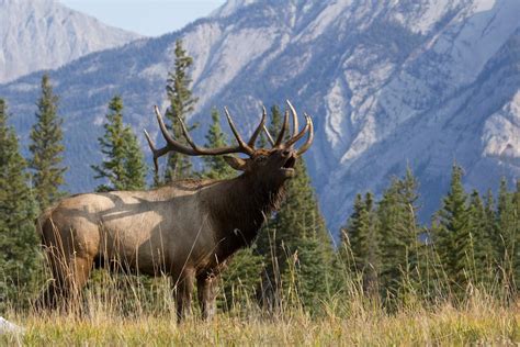 The Best Elk Calls For Rutting Bulls Guidefitter