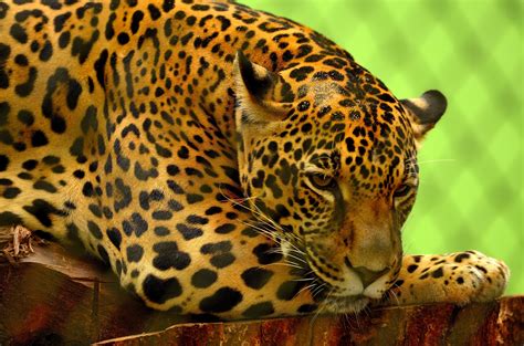 Free Photo Wild Jaguar Animal Fierce Jaguar Free Download Jooinn
