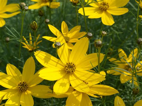 This list was created primarily from research done in new york, new jersey, and pennsylvania. Best Drought Tolerant Perennials & Annuals - that are Deer ...