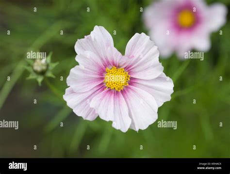 Cosmos Daydream Flowers Stock Photo Alamy