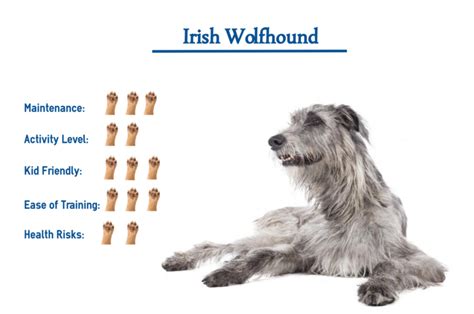 Irish Wolfhound Dog Breed Everything That You Need To Know At A Glance