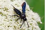 Black Wasp Pictures