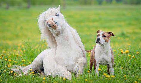 Dogs And Horses Mimic Each Others Expressions During Play Discover