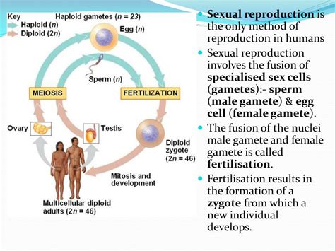 Reproduction In Humans