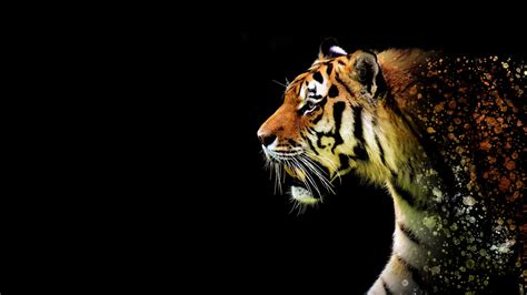 老虎 白虎 孟加拉虎 野生动物 猫科 4K Ultra HD 壁纸3840x2160 动物 图片桌面背景和图片