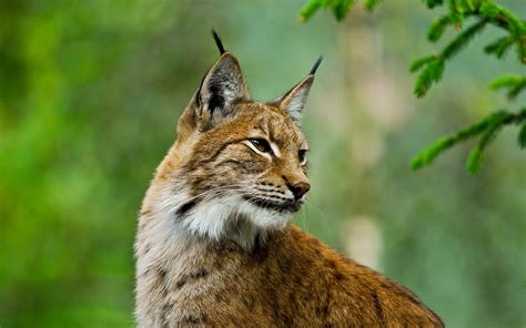Animal Lynx Hd Wallpaper