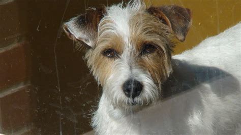 jack russel terrier wire coat rescue named max youtube
