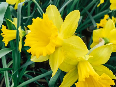 Yellow Spring Flowers Foca Stock