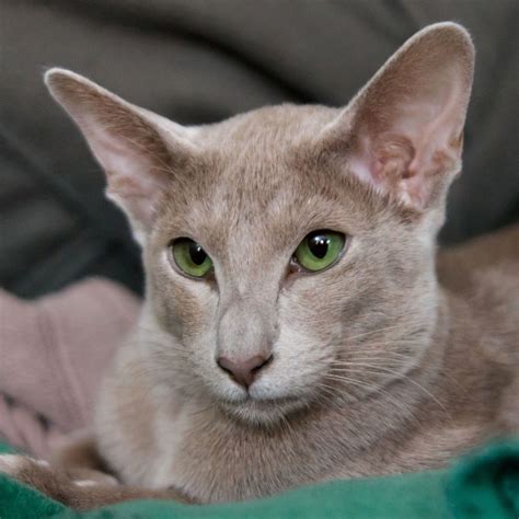 Oriental Shorthair Oshc Cat Breeds Oriental Shorthair Cats Pretty Cats