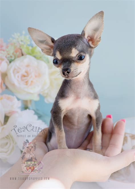 Advice when buying a chihuahua. Blue Chihuahua Puppies | Teacups, Puppies & Boutique