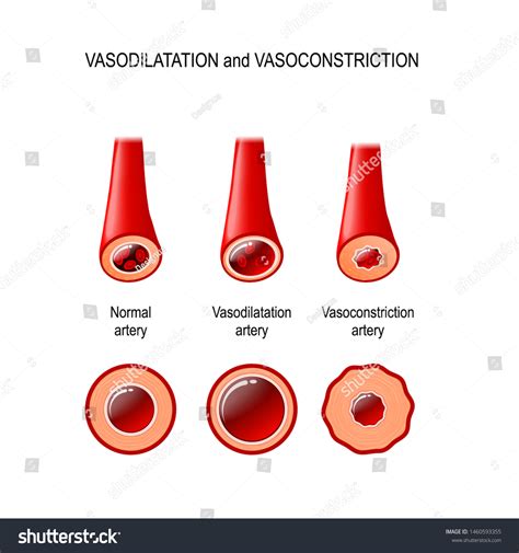 Vasodilation Vasoconstriction Comparison Illustration Normal