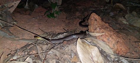 Grey Naped Snake From Cook Au Ql Au On June 02 2023 At 0756 Pm By