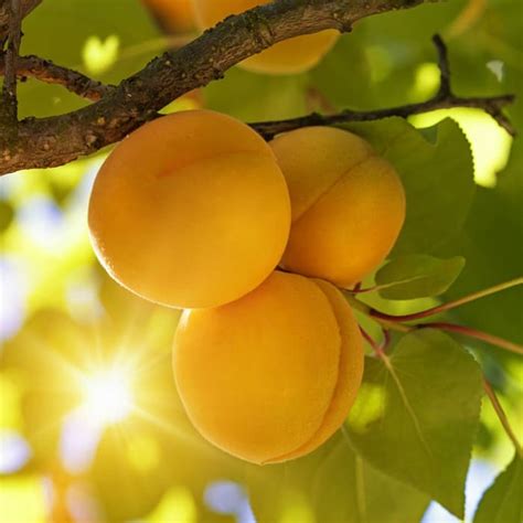 Crj Fruit Trees Redirectory