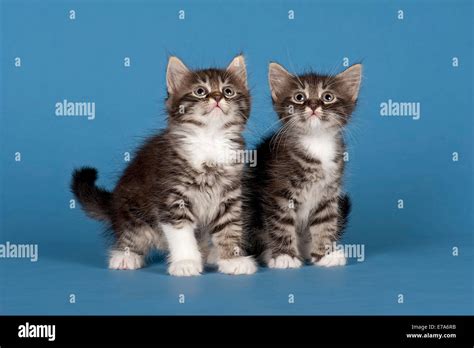 Two Siberian Forest Kittens 7 Weeks Stock Photo Alamy