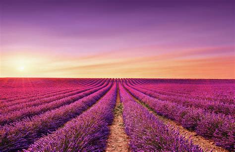 Lavender Fields At Sunset Provence France Photograph By Stevanzz