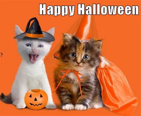 Lolcats Halloween Lol At Funny Cat Memes Funny Cat Pictures With
