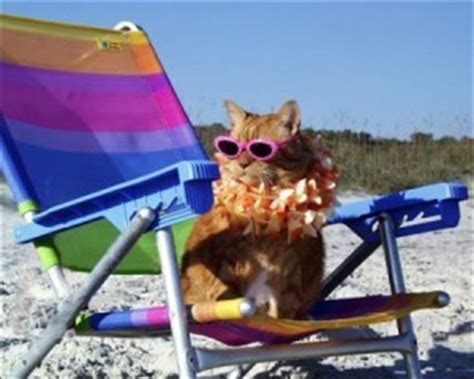 Finally Vacation Meme Google Search Funny Cute Cats Cool Cats