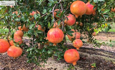 La Granada La Fruta Antioxidante De Plena Temporada Y 7 Recetas Para
