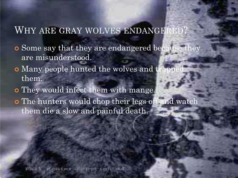 Ppt The Gray Wolf By Tommy Lee And Emily Fulcher Powerpoint