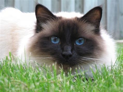 Longhaired cat breeds have beautiful, luscious coats, but they often require more frequent grooming. 10 Long Haired Cat Breeds