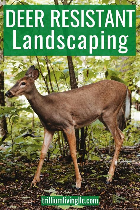 If You Have Issues With Deer Devouring Your Landscape Plants Check Out