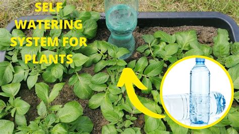 Self Watering System For Plants Diy Youtube