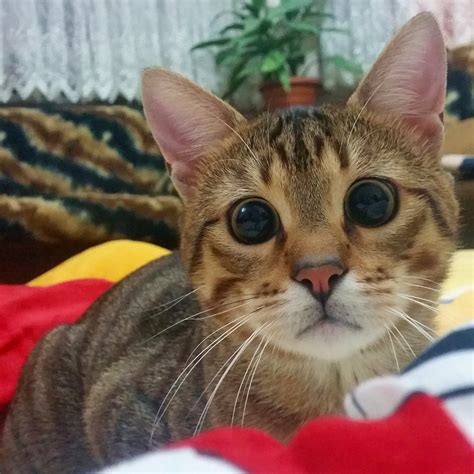 But an indoor cat's happiness may be harder to notice—and achieve. How Did Mutlu Became A Happy Cat ? | #Cute4Kind