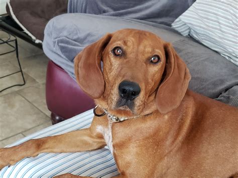 Adopt Allie On Petfinder Redbone Coonhound Dog Adoption Coonhound