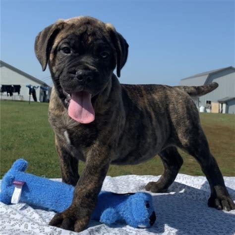 Bullmastiff dog breeders, akc bulmastiffs, bear creek boxers, black river bullmastiffs, bullmastiff puppies, bullmastiff puppies, bullmastiff puppies i am a small hobby breeder with a small breeding program of akc registered and health tested mastiffs from champion lines. Neapolitan Mastiff and Bullmastiff Puppies for sale in ...