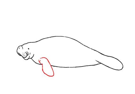 How To Draw A Manatee Step By Step Part 3 Easy Animals 2 Draw