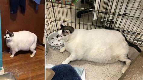 41 Pound Fat Cat In New York City Begins Weight Loss Journey Abc7 New