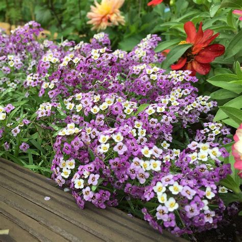 This pack is all about growing flowers! Lobularia Lavender Stream™ | Fast growing flowers ...