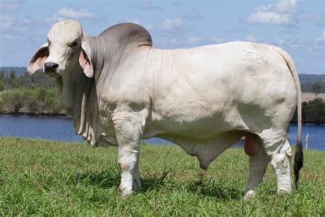 Ncc Brahman Bull Sets 325000 All Breeds Record Price Updated Beef