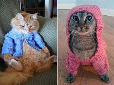 Cats Wearing Sweaters