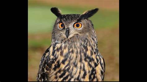 Owl Hoot Night Sound Effect Youtube