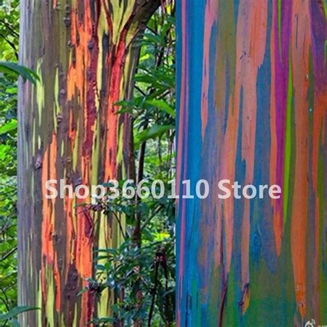 Bonsai Tree Rare Rainbow Eucalyptus Deglupta Bonsaishowy Tropical Tree