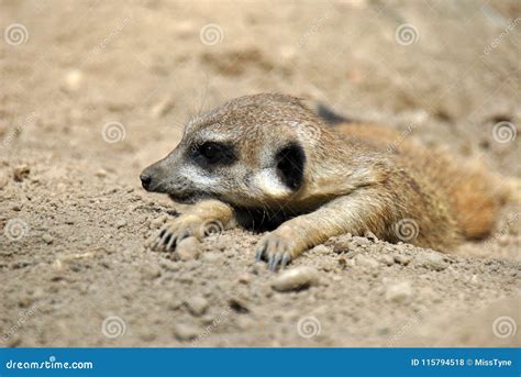 Portrait Of A Meerkat Relaxing In The Sun Stock Photo Image Of