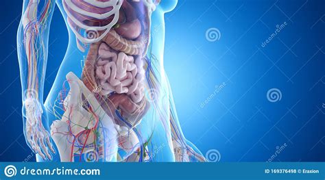 The Abdominal Organs Stock Illustration Illustration Of Biology