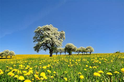 Natureza Panorama Primavera Foto Gratuita No Pixabay Pixabay