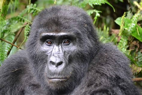 12 Mountain Gorilla Facts Habitat Diet Population And More