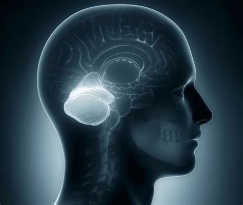 Does The Brains Cerebellum Make Humans Special Live Science