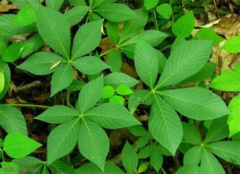 Types Of Compound Leaves Happy Botanist