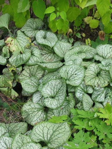 Brunnera Macrophylla Jack Frost Kaukasisch Vergeet Mij Nietje