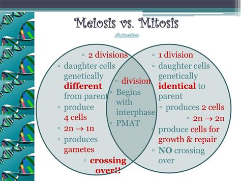 Importance Of Mitosis And Meiosis