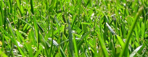 Types Of Weeds That Are In The Lawn And How To Control Them