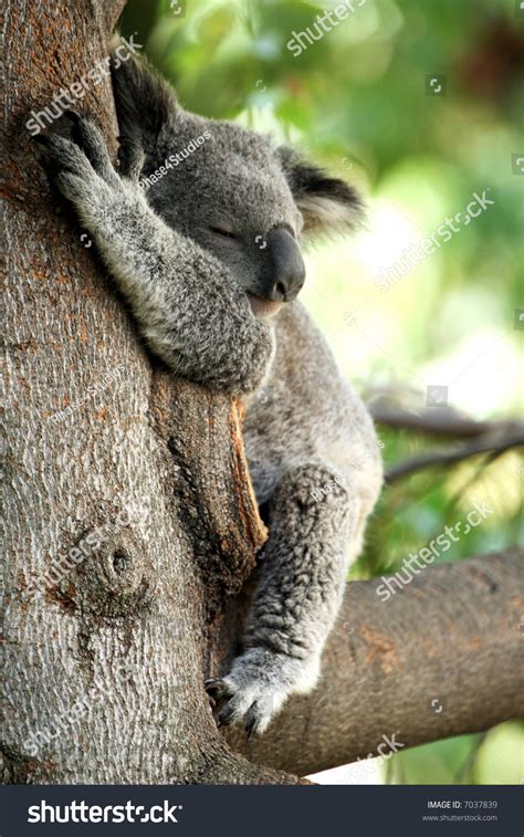 Koala Bear Sleeping In A Tree Stock Photo 7037839