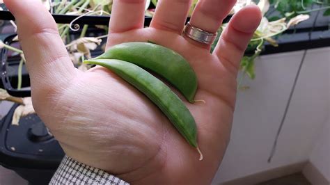 Growing Sugar Snap Peas In An Aerogarden Final Harvest Youtube