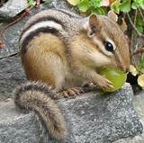 Does Rat Poison Kill Squirrels