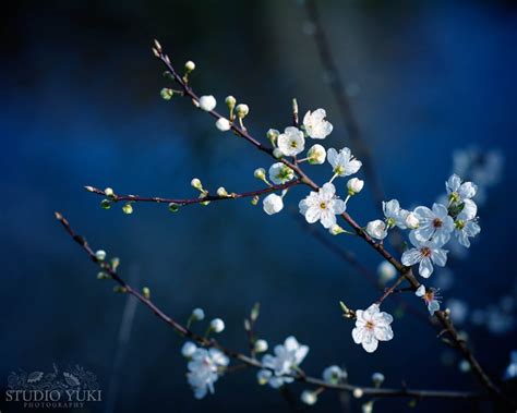 Flower Photography Magical Dark Blue Cherry Blossom Etsy