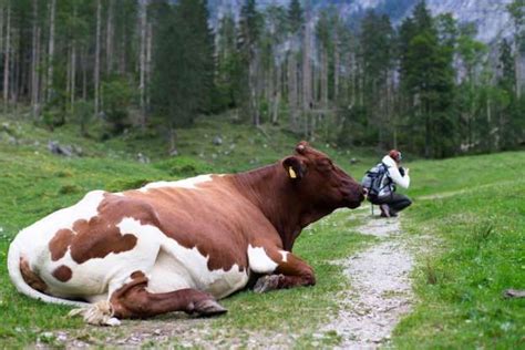 Optical Illusion Of Cow Relaxing By Woman Photographing On Field